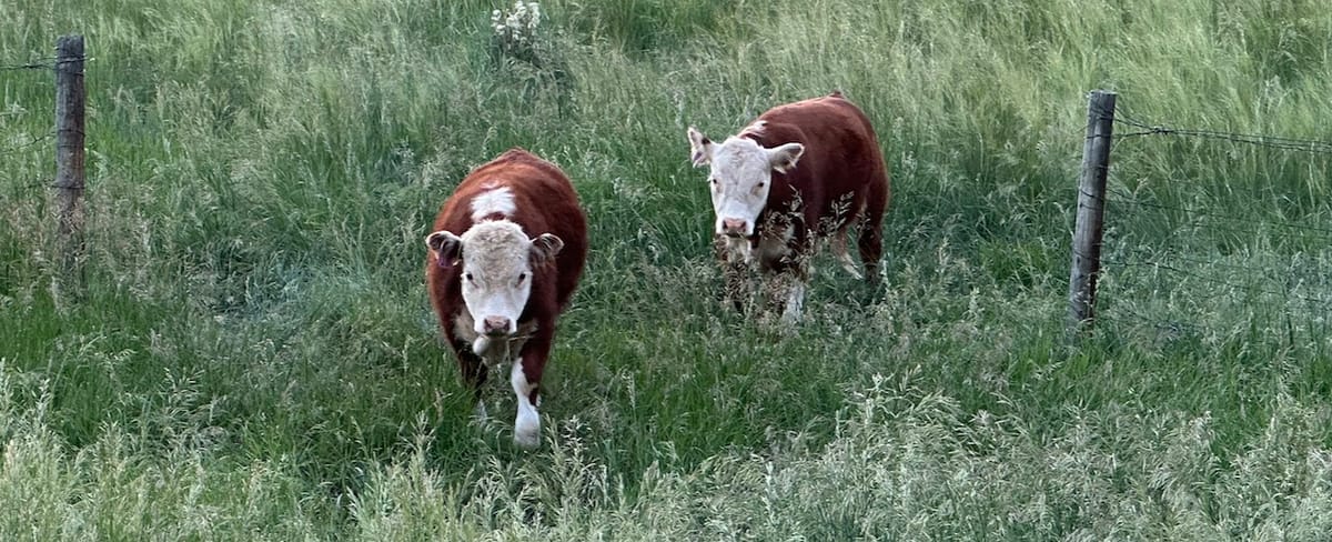 Two Hereford cattle walking through deep summer grass